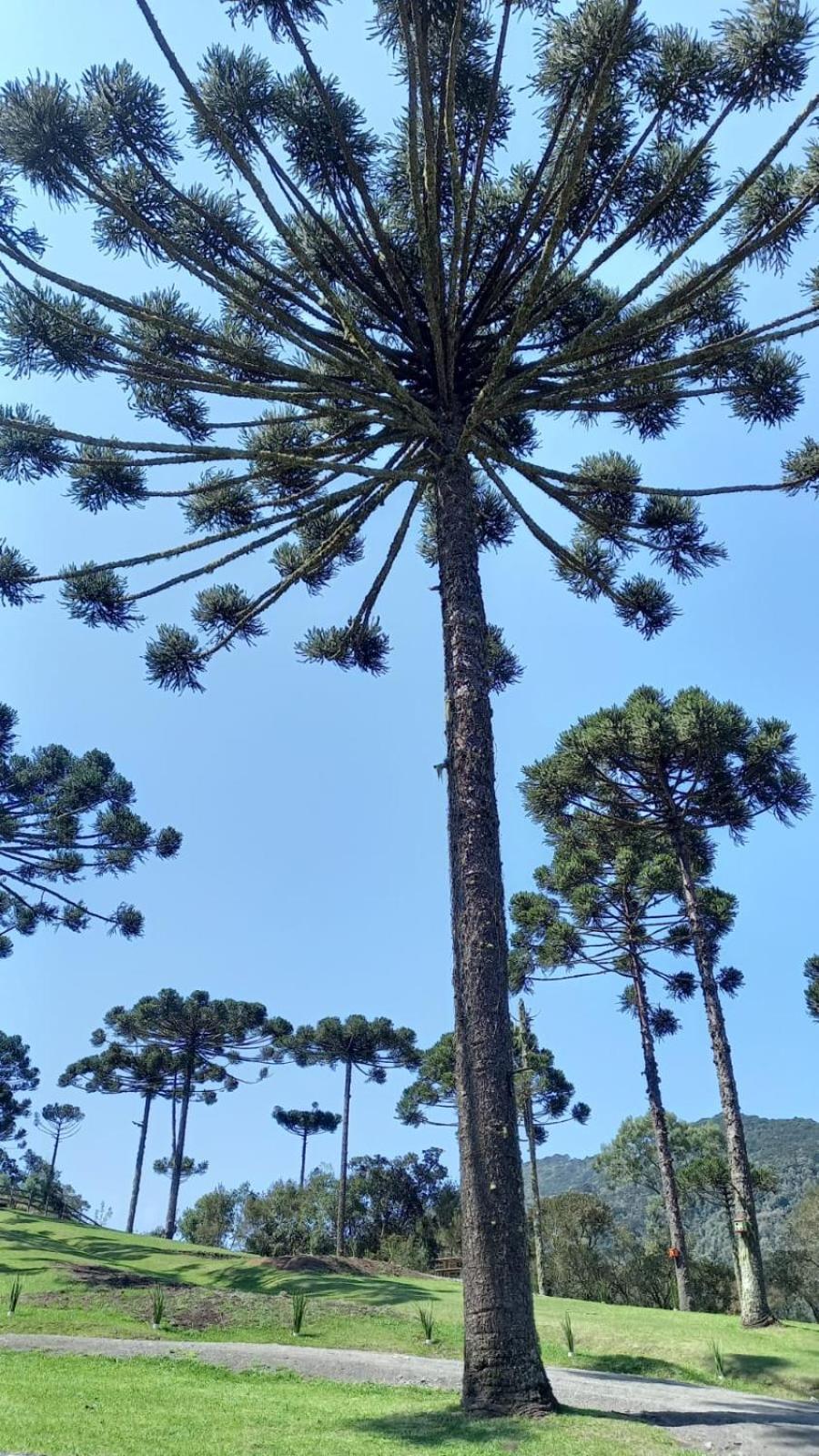 Casa De Campo Quinta Do Vale - Familia Urubici Eksteriør billede
